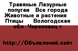 Травяные Лазурные попугаи - Все города Животные и растения » Птицы   . Вологодская обл.,Череповец г.